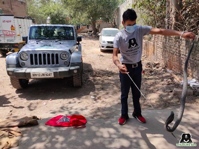 The cobra was nearly 4 feet long!