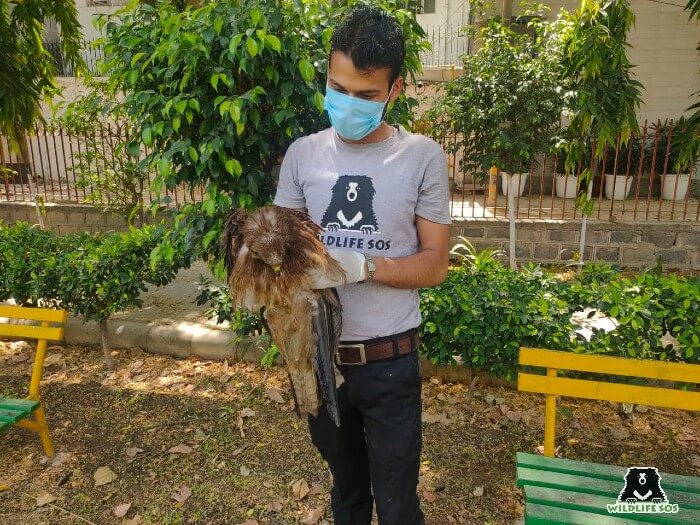 The Black Kite was dehydrated due to the soaring temperatures.