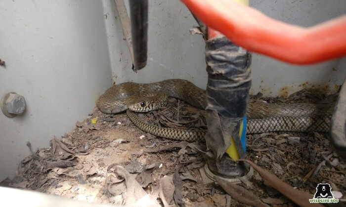 Banded racer snake is a non-venomous species of snake.