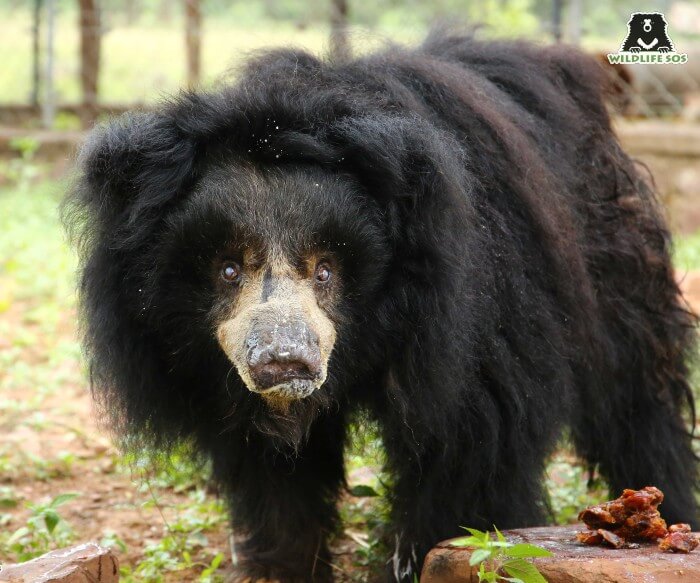 Presenting Gulabo, the oldest living sloth bear in the country! 