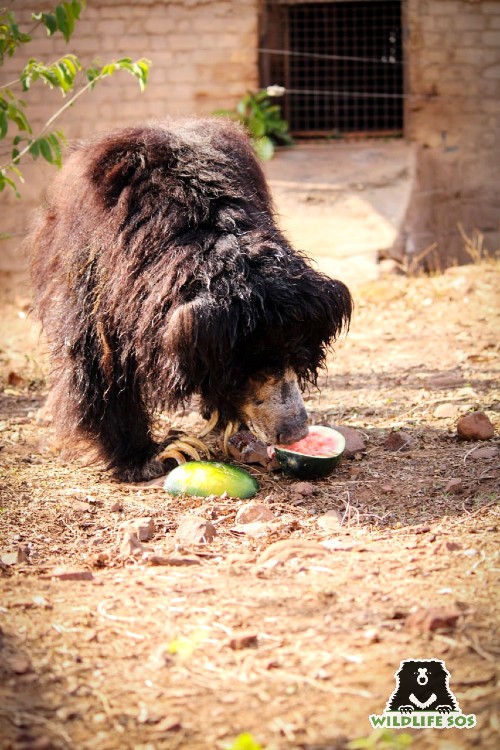 Here's celebrating Gulabo, each day, for her strength! 