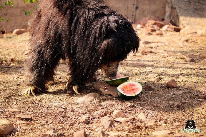 Gulabo devouring some juicy watermelons on a hot summer day.