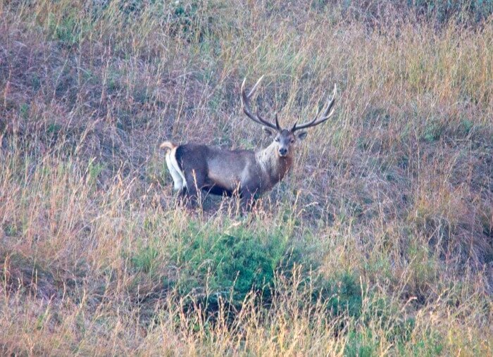The Kashmir stag in its glory in the stunning valley of Kashmir.