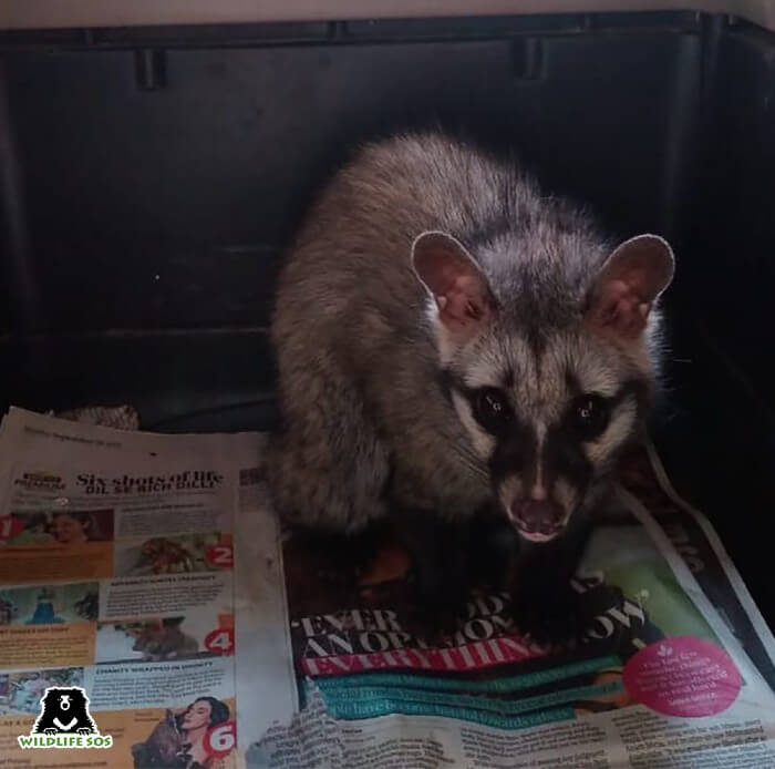 In two separate incidents, civet cats were rescued from houses after they sought shelter