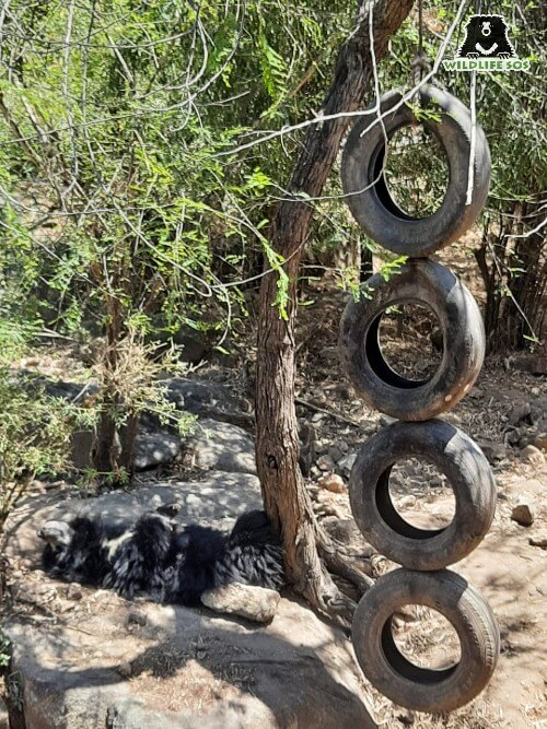 A perfect example of the satisfactory slumber our sloth bears from the delicious porridge cooked on biomass stoves.