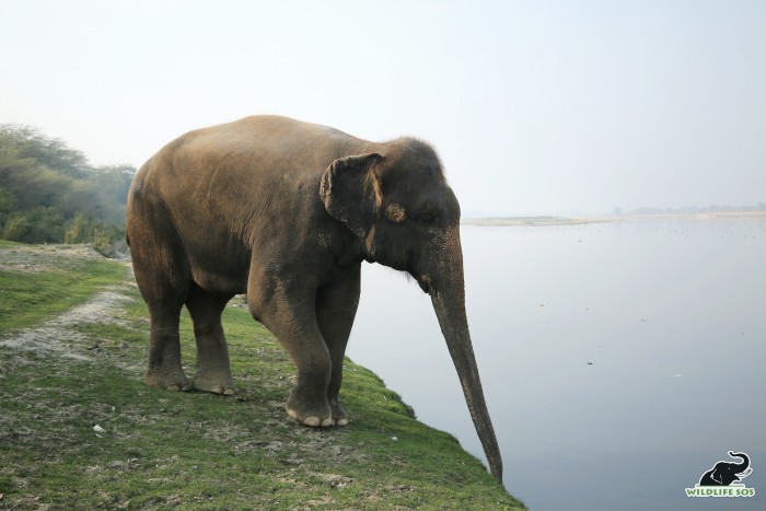 An elephant's feet balances their large structure and allows them to move easily.