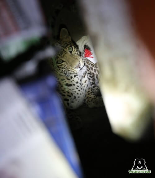The leopard was darted at one go by the Wildlife SOS team.