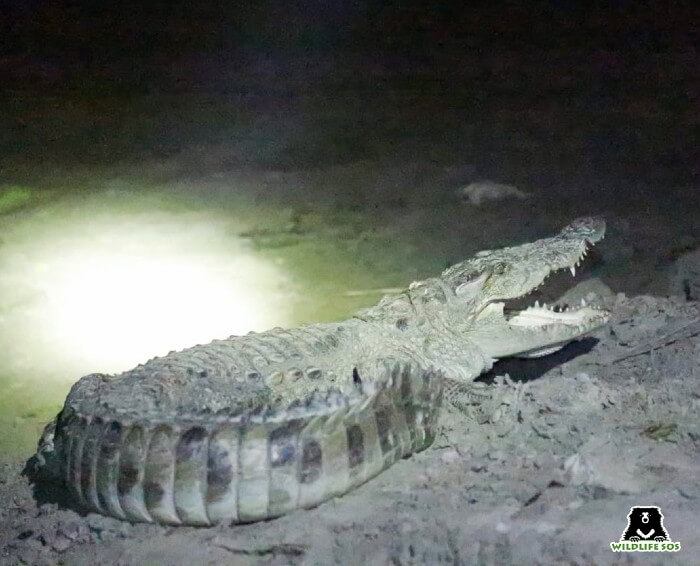 The rescue and release of a crocodile is an extremely challenging one