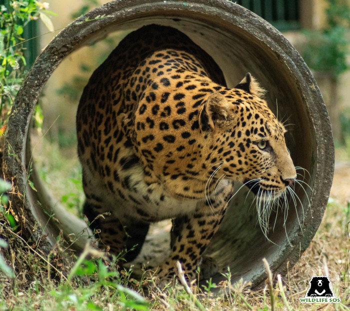 Unraveling the Secrets of Leopards: Master Hunters and Tree