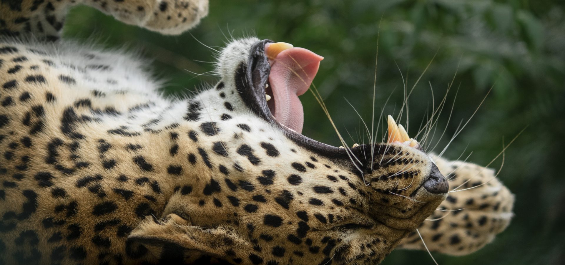 leopards eating humans