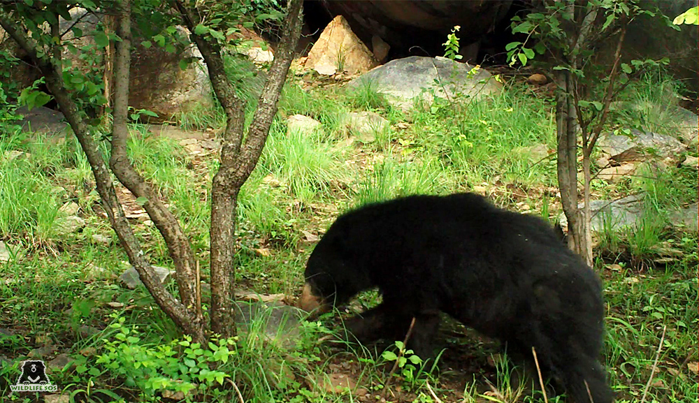 Know the Language of Black Bears