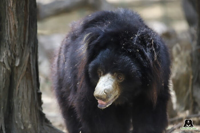 Lallu Master is the explorer of his field and loves to forage each corner.