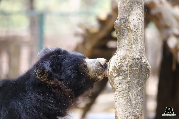 His caregiver pastes honey on tree barks, which is an all-time favourite for our bears!