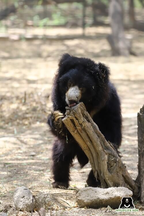 Lallu's arthritic limbs do not allow him to climb trees but he manages to reach out to the nearest branch