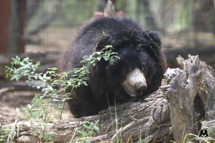 One can spot Lallu sniffing out ants from fallen logs of trees.