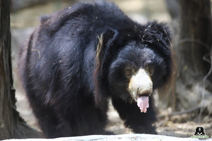 Lallu gives a whole new meaning to Tongue Out Tuesdays, doesn't he? 