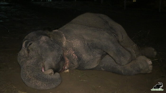 Nina peacefully resting in her field in the wee hours of the morning!