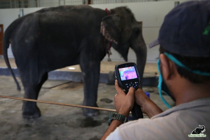 Nina's thermal imaging examination revealed the grave inflammation in her hind limbs.