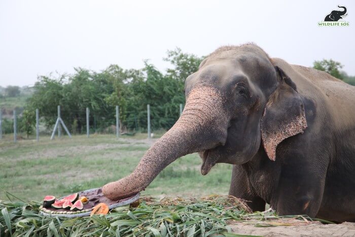 Raju gorged on his surprise feast and was absolutely delighted.