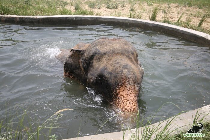 Raju takes long, relaxing dips in his pool on hot summer days, playing in the cool water.