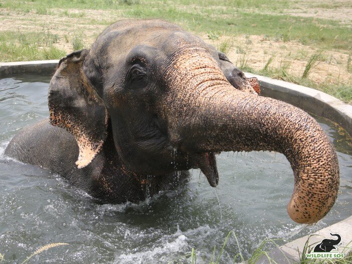 He has his personal pool in his field, which he loves to play around in!