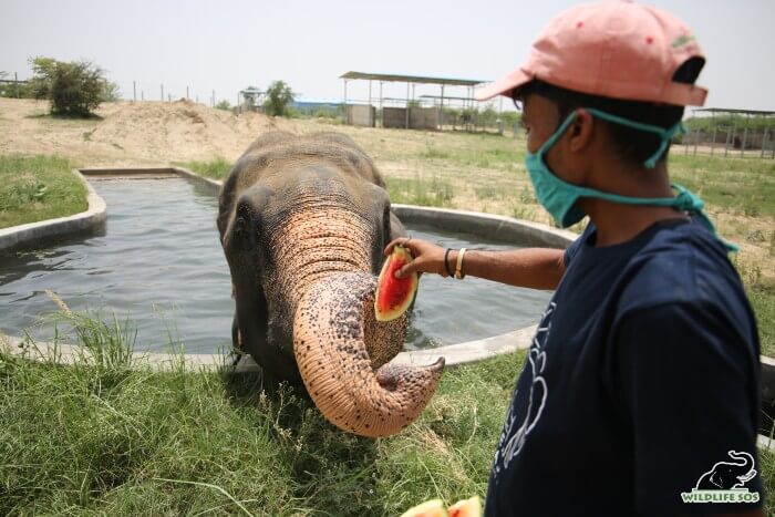 Raju having watermelons from his caregiver, Surendra, on a hot summer day. 