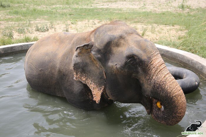 Raju loves to snack on fresh fruits when he is in the pool.