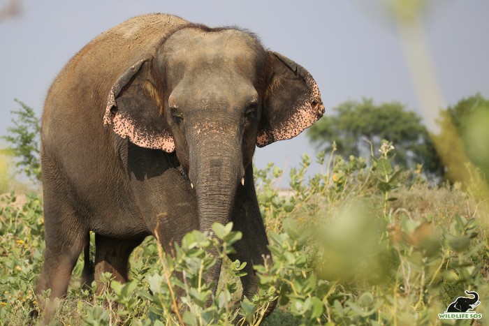 Emma slowly walks around the surroundings of the Centre every morning and evening. 