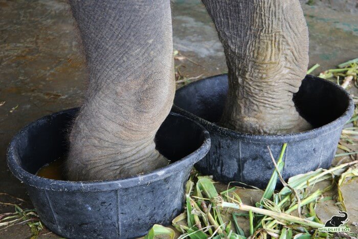 Foot baths are very important part of Emma's foot care routine.