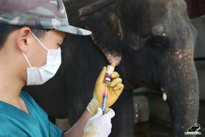 Our vet, Dr. Tenzing, administering pain management medication to her.