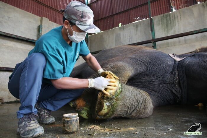 The abscesses in her feet are covered with turmeric and magnesium sulphate.