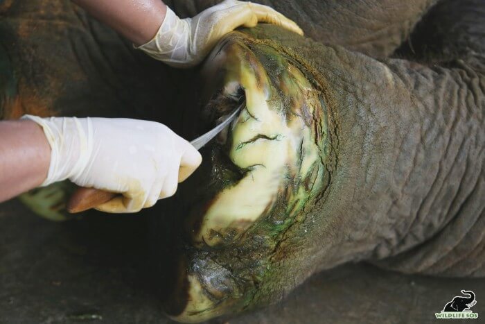 Her abscesses are regularly cleaned wherein our vets remove the dust and soil from the foot pads.