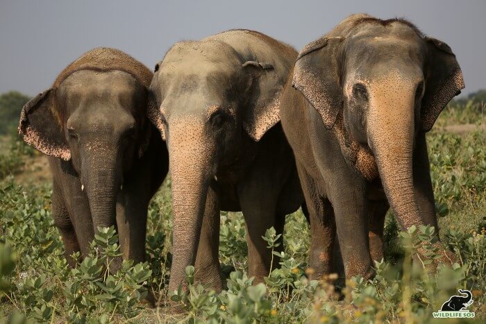 Emma, Maya and Phoolkali captured on one of their walks.