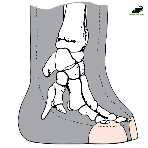 The skeleton of an elephant's feet which gives them the soundless movement through the forest