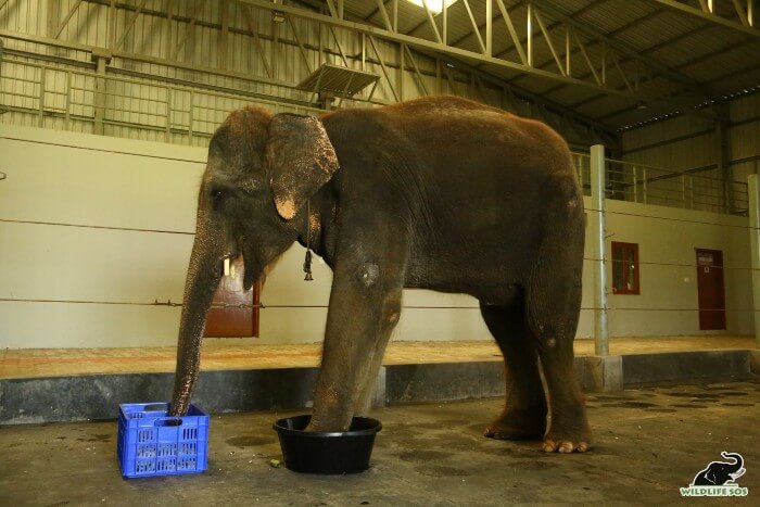 Zara receiving a relaxing medicated foot soak for her delicate foot pads.