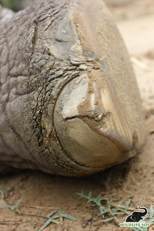 A cracked toenail due to no proper foot care treatment ever rendered to the elephant. 