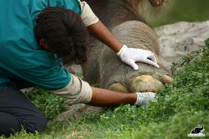 Our team goes the extra mile in trimming toenails, prioritising the elephants' comfort. 