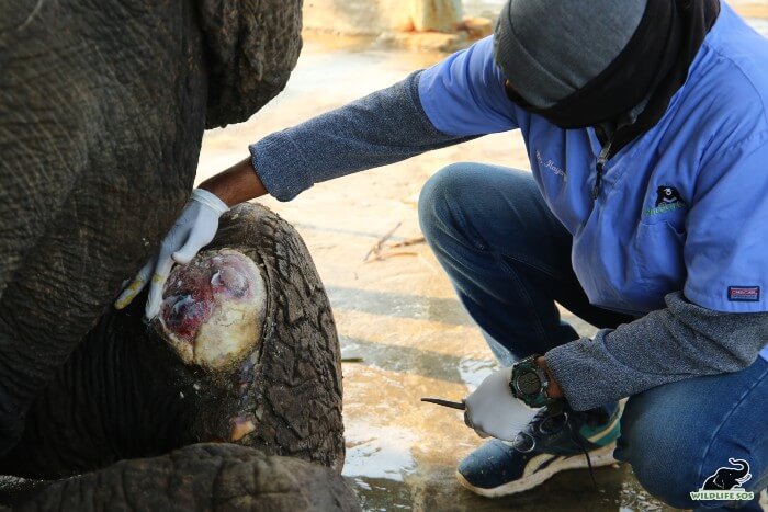 These infected wounds result from spiked chains that pierce through the skin of the elephants.