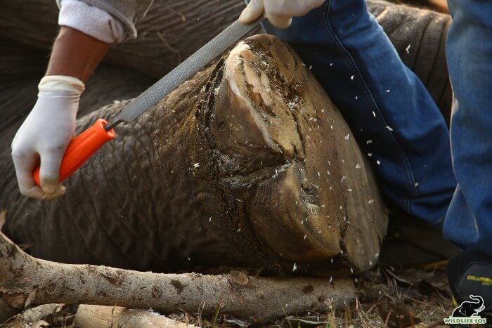 Toenail trimming is conducted regularly for the elephants under our care.