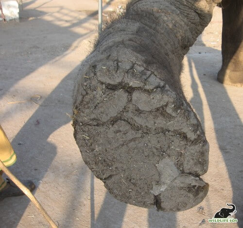 An infected foot pad with cracks showing neglect and abuse that the elephant underwent.