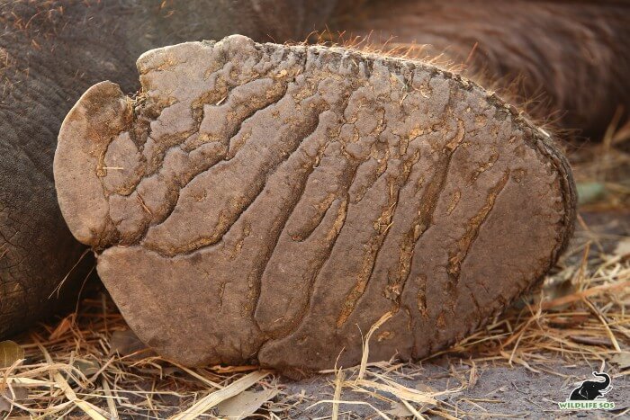 Cracked and wounded foot pads due to walking on unnatural surfaces.