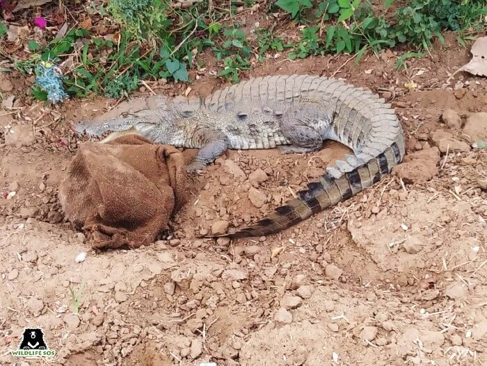 It took our team nearly 30mins to safely rescue the crocodile and transfer it to a trap cage