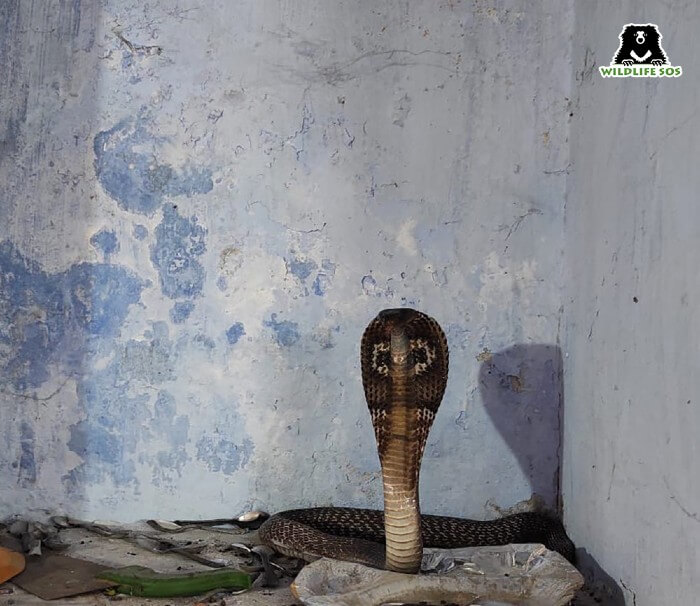 This is commonly observed in cobras when they feel threatened by their surroundings.