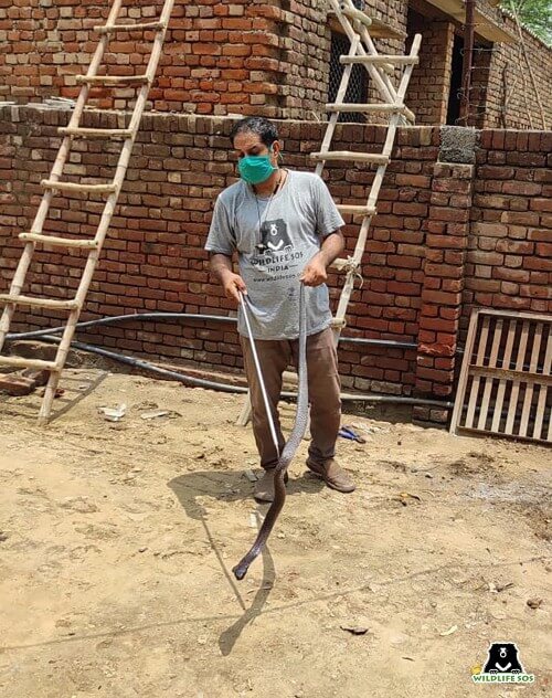 Our team recently rescued a highly venomous Cobra from a residence in Agra