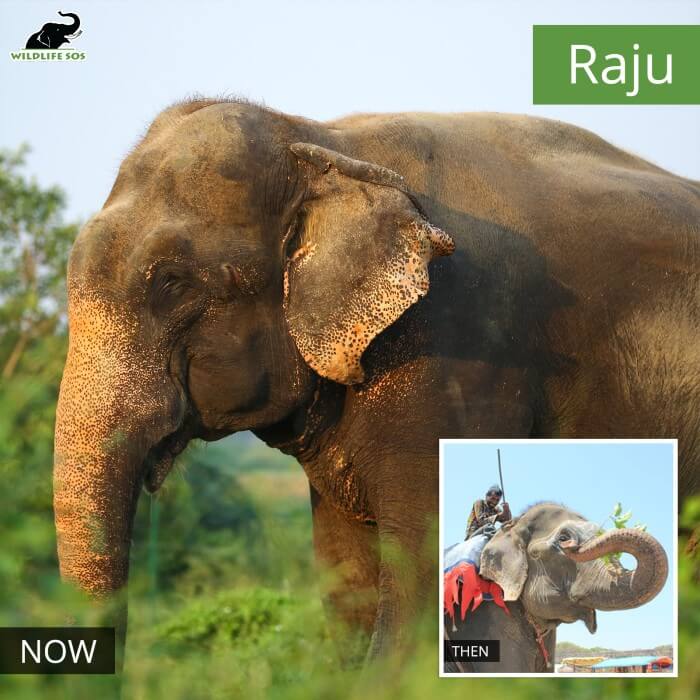 Forced to walk on roads, today, Raju thrives in the lush green surroundings of the Centre.