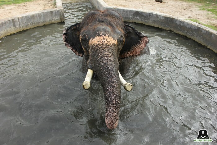 Rajesh loves to splash around his pool which is filled with cool water everyday!