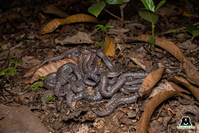 Highly Venomous 'Beast' Snake Found Inside Family Home