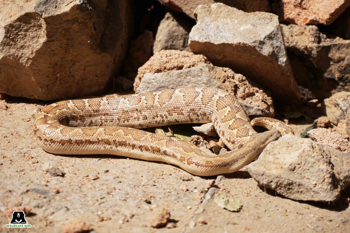 The hazards of snake rescue