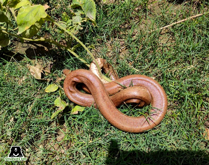 So you found a snake in your house: Here's what you should do - Wildlife SOS