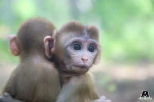 Orphaned Baby Monkeys Heal Through Friendship at Wildlife SOS ...